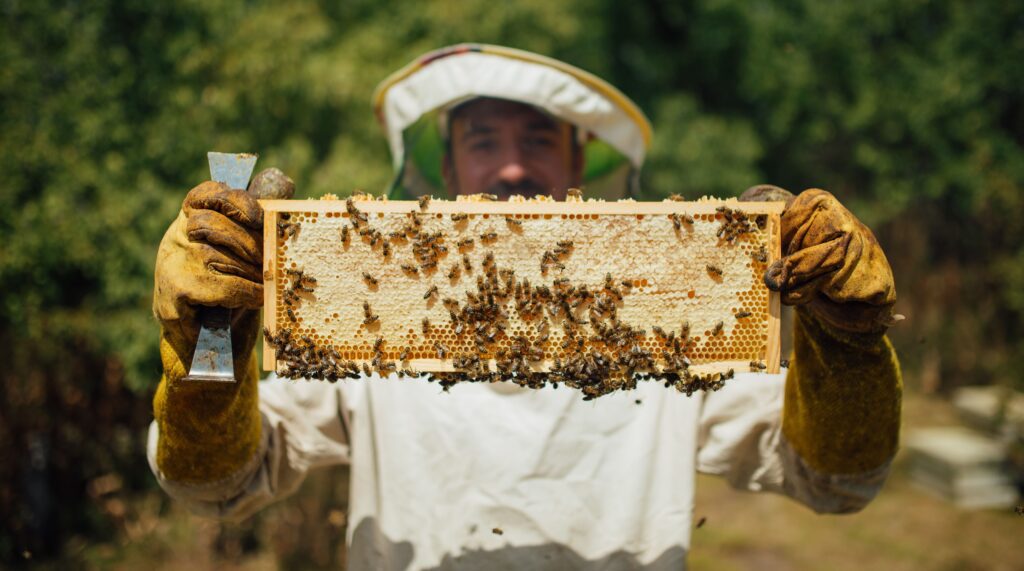 how honey is made the secret lives of honeybees