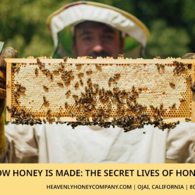 How Honey is Made: The Secret Lives of Honeybees