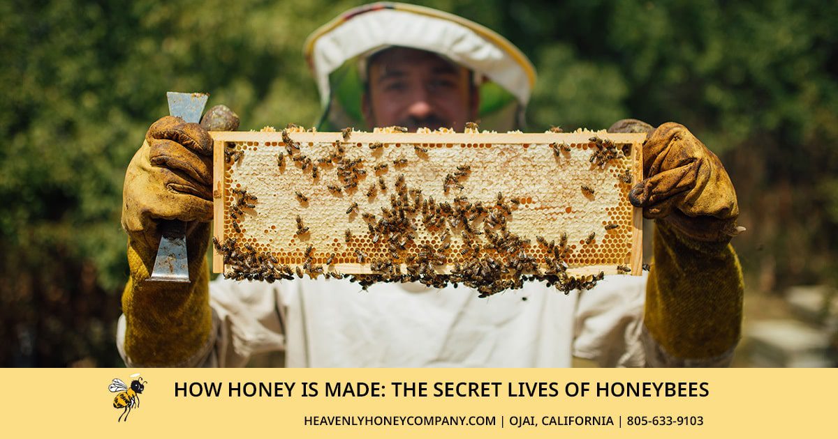 How Honey is Made: The Secret Lives of Honeybees