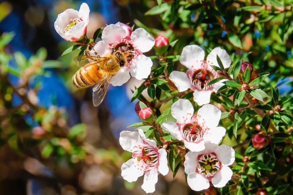 manuka flower