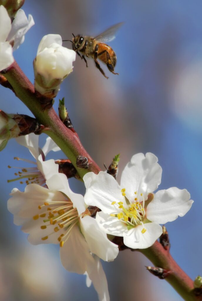 bee pollinating almond flower