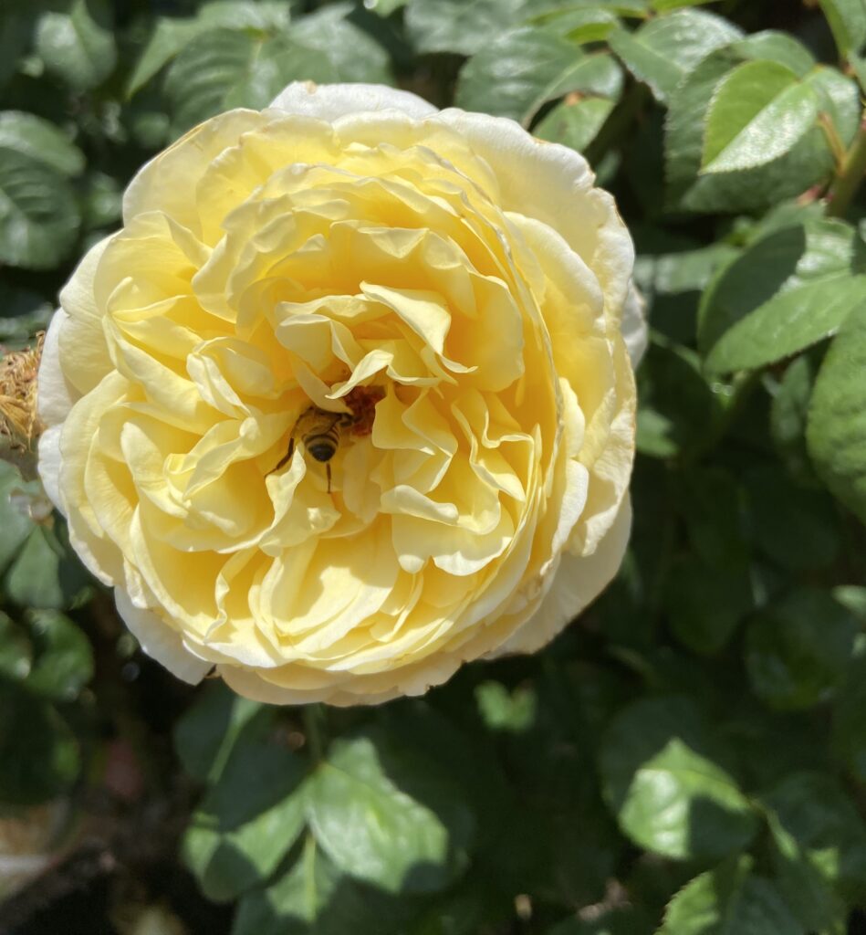 bee pollinating flower