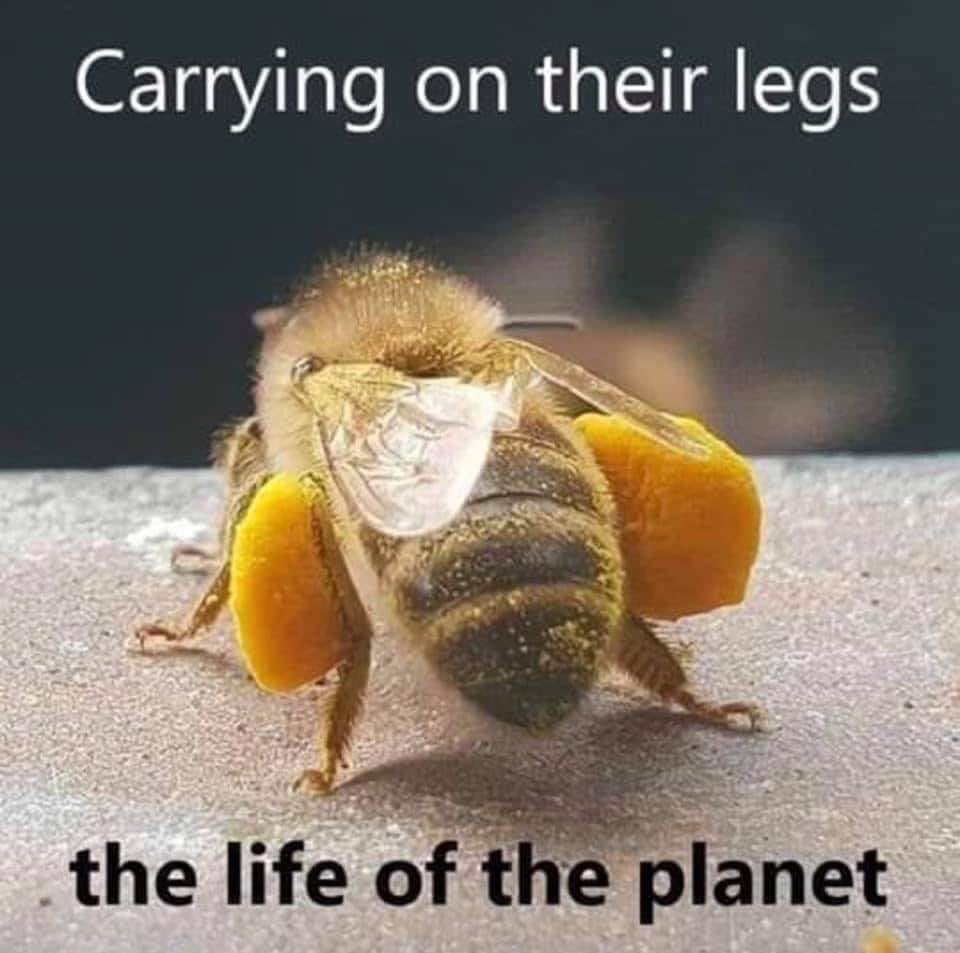you can help the bees