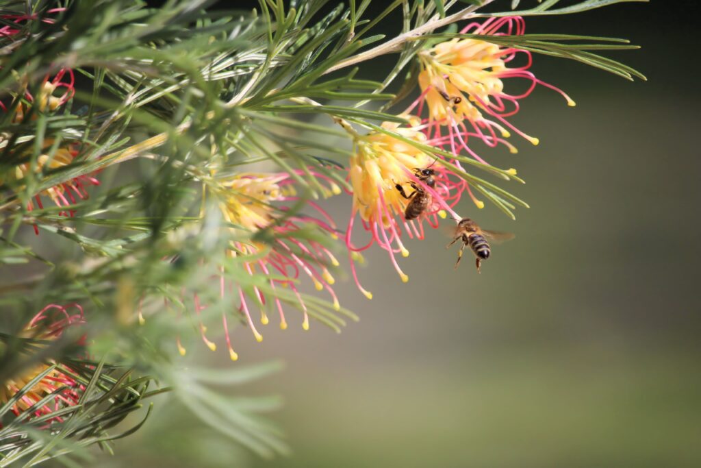 how you can get involved in world bee day