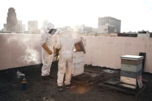 urban beekeeping