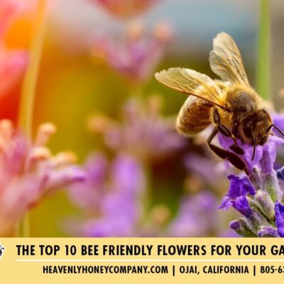 The Top 10 Bee Friendly Flowers For Your Garden