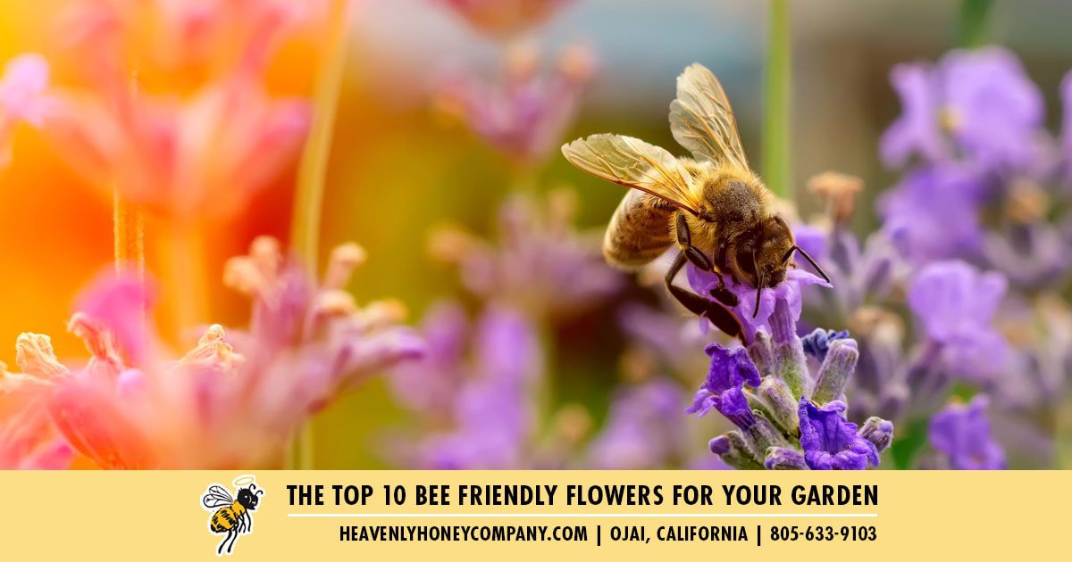 the top ten bee friendly flowers for your garden