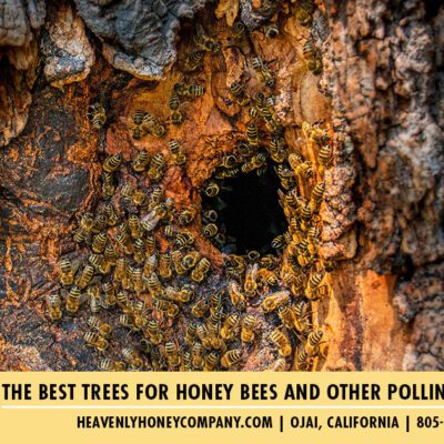 The Best Trees For Honey Bees and Other Pollinators