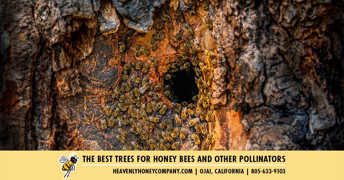 best-trees-for-honey-bees-blog