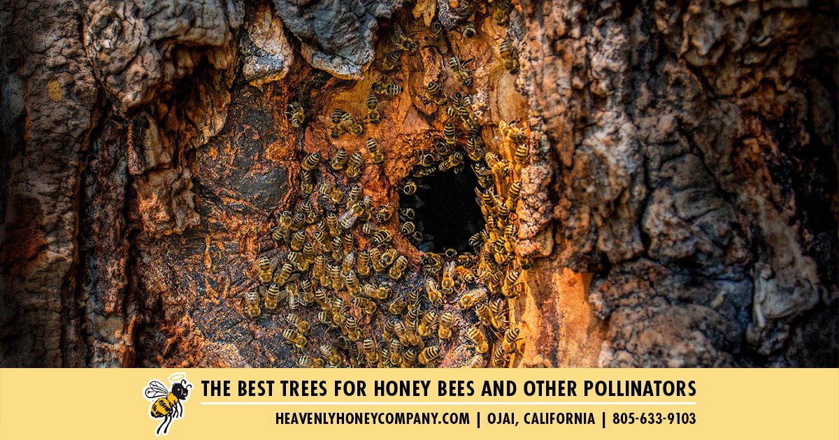 The Best Trees For Honey Bees and Other Pollinators