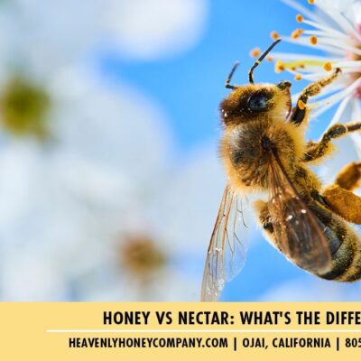 Honey vs Nectar: What’s The Difference?