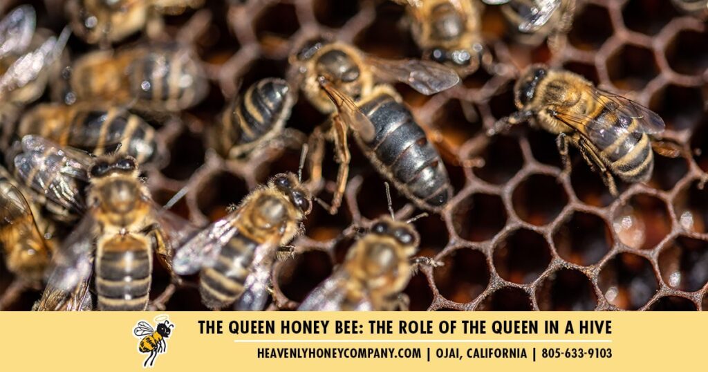 the queen bee the role of the queen in a hive