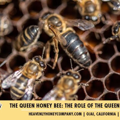 The Queen Honey Bee: The Role of the Queen in a Hive