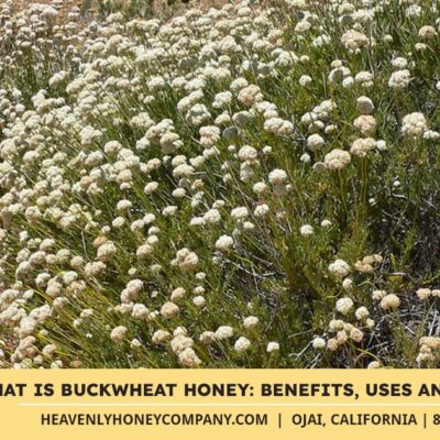 What is Buckwheat Honey: Benefits, Uses and More!
