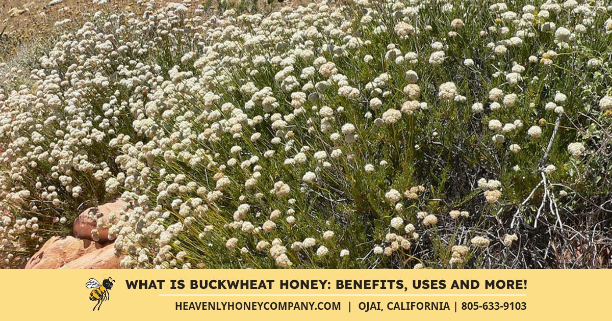 what is buckwheat honey