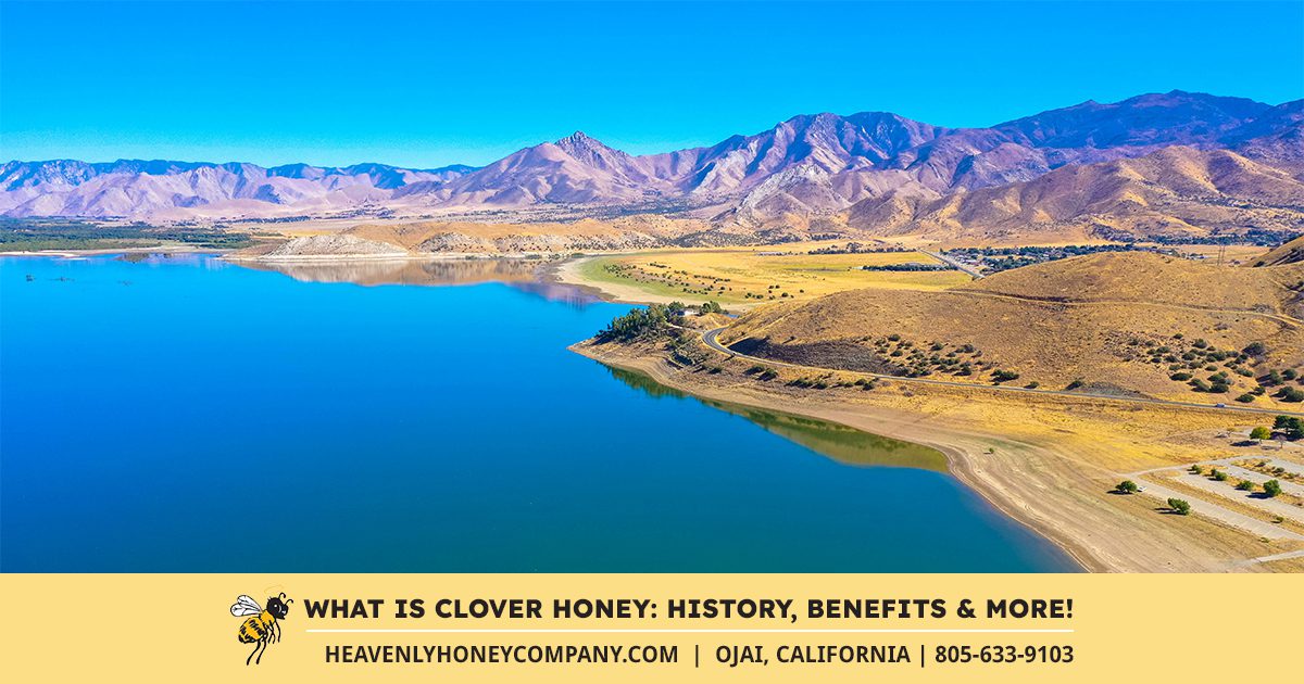 what is clover honey health and benefits