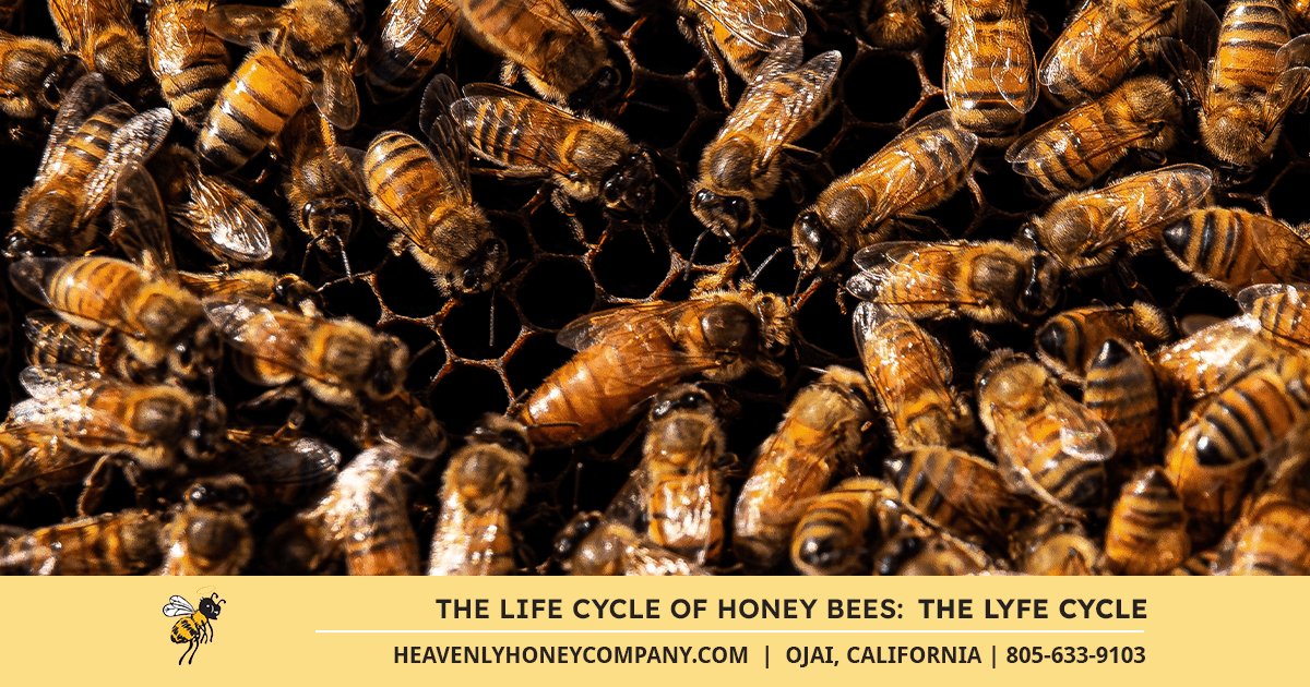 the life cycle of honey bees