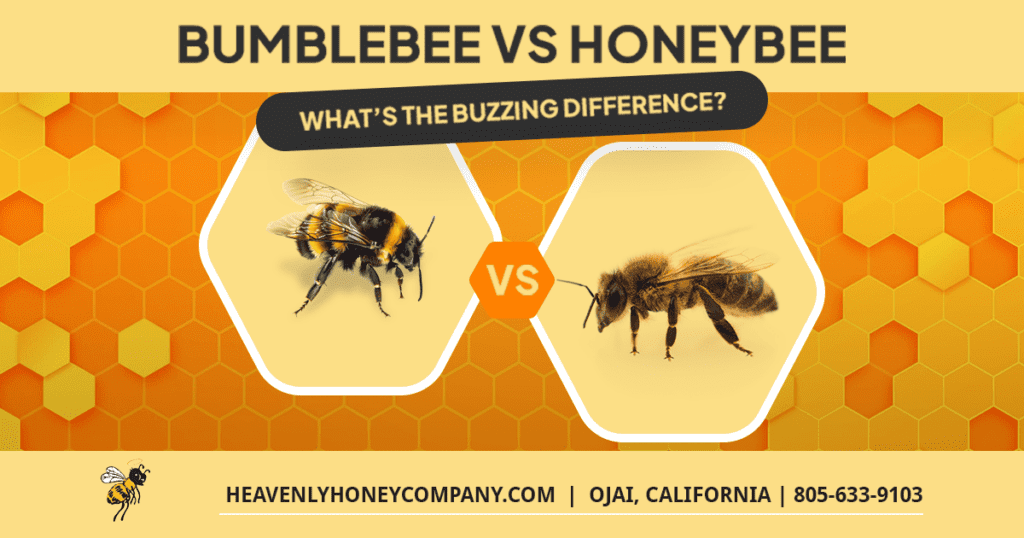 bumblebee vs honeybee